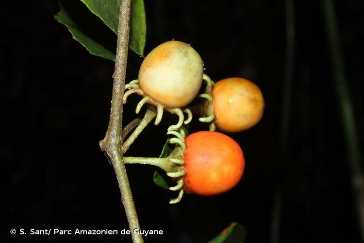 <i>Lycianthes pauciflora</i> (Vahl) Bitter, 1919 © S. Sant/ Parc Amazonien de Guyane