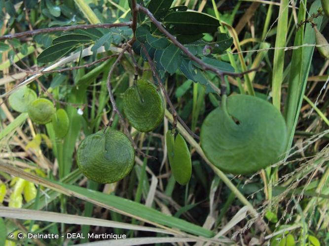 <i>Machaerium lunatum</i> (L.) Ducke, 1925 © C. Delnatte - DEAL Martinique