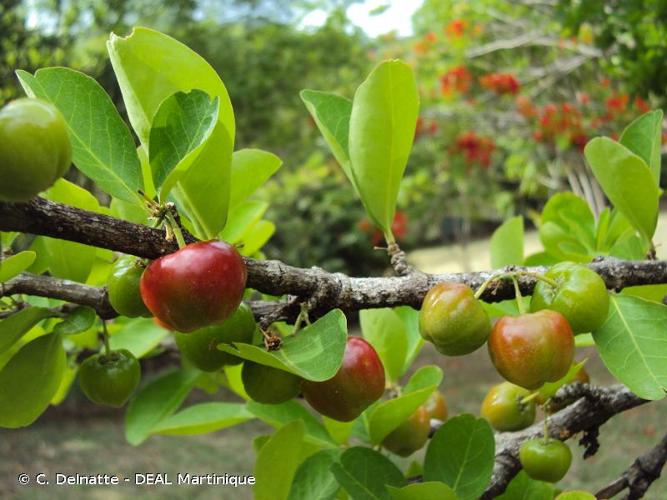 <i>Malpighia emarginata</i> DC., 1824 © C. Delnatte - DEAL Martinique