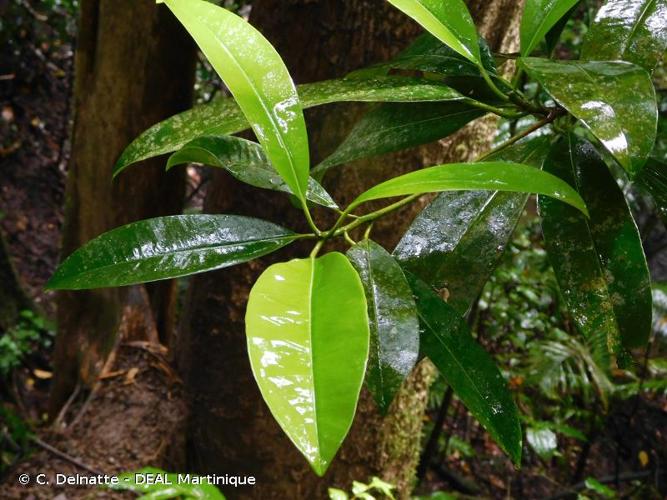 <i>Manilkara bidentata</i> (A.DC.) A.Chev., 1932 © C. Delnatte - DEAL Martinique