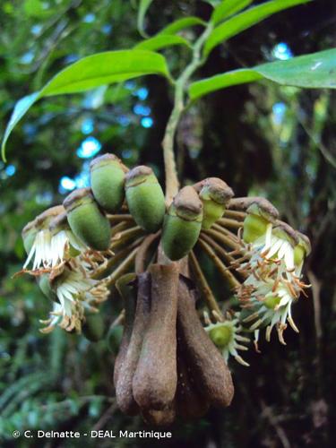 <i>Marcgravia umbellata</i> L., 1753 © C. Delnatte - DEAL Martinique