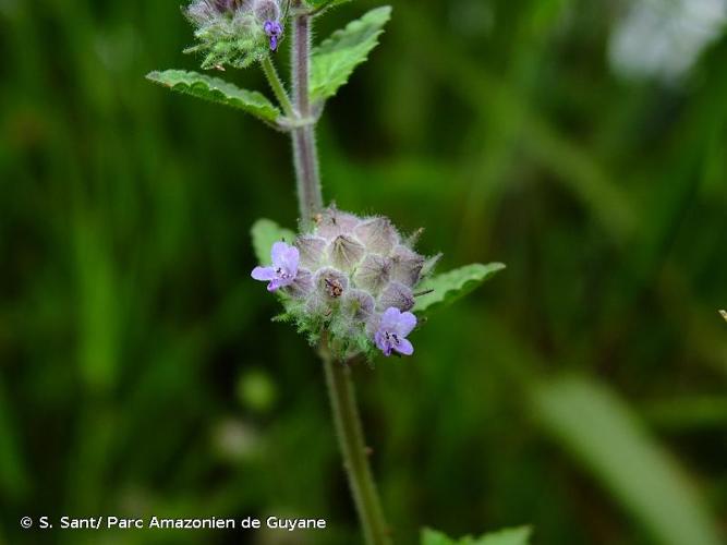 <i>Marsypianthes chamaedrys</i> (Vahl) Kuntze, 1891 © S. Sant/ Parc Amazonien de Guyane