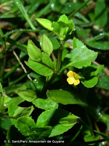 <i>Mecardonia procumbens</i> (Mill.) Small, 1903 © S. Sant/Parc Amazonien de Guyane