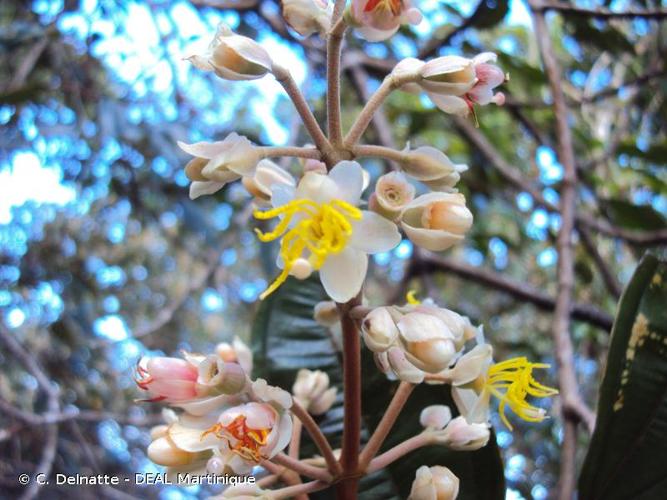 <i>Miconia mirabilis</i> (Aubl.) L.O.Williams, 1963 © C. Delnatte - DEAL Martinique