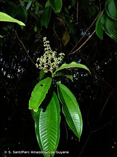 <i>Miconia prasina</i> (Sw.) DC., 1828 © S. Sant/Parc Amazonien de Guyane