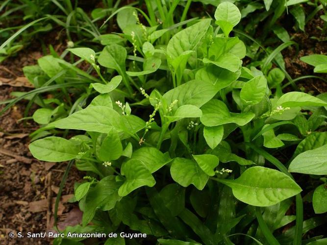 <i>Microtea debilis</i> Sw., 1788 © S. Sant/ Parc Amazonien de Guyane