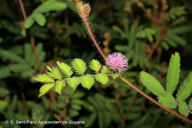 <i>Mimosa camporum</i> Benth., 1840 © S. Sant/Parc Amazonien de Guyane