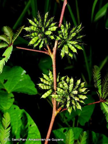 <i>Mimosa polydactyla</i> Humb. & Bonpl. ex Willd., 1806 © S. Sant/Parc Amazonien de Guyane