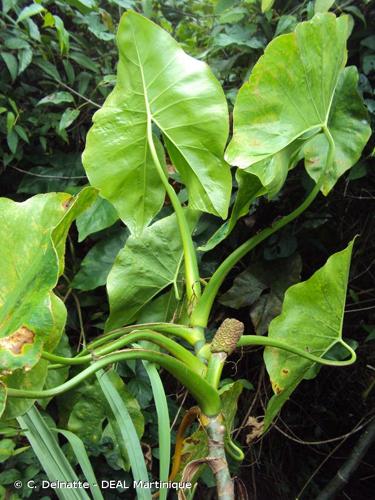 <i>Montrichardia arborescens</i> (L.) Schott, 1854 © C. Delnatte - DEAL Martinique