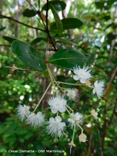 <i>Myrcia citrifolia</i> (Aubl.) Urb., 1919 © César Delnatte - ONF Martinique