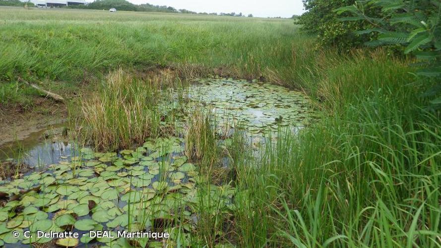 <i>Nymphaea amazonum</i> Mart. & Zucc., 1832 © C. Delnatte - DEAL Martinique