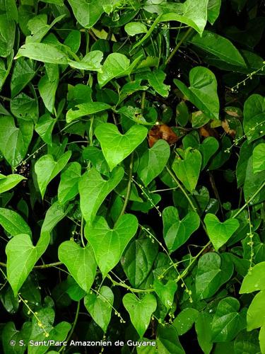 <i>Odontocarya tamoides</i> (DC.) Miers, 1864 © S. Sant/Parc Amazonien de Guyane