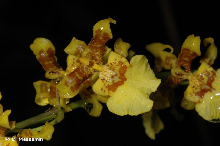 <i>Oncidium baueri</i> Lindl., 1833 © D. Massemin