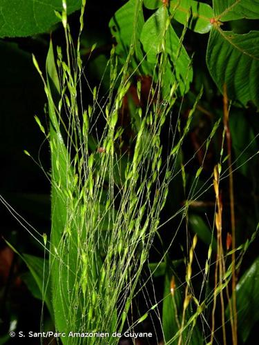 <i>Orthoclada laxa</i> (Rich.) P.Beauv., 1812 © S. Sant/Parc Amazonien de Guyane