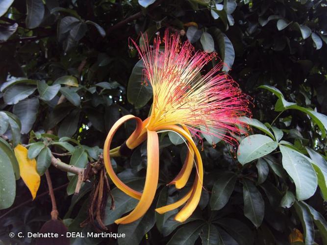 <i>Pachira insignis</i> (Sw.) Savigny, 1798 © C. Delnatte - DEAL Martinique