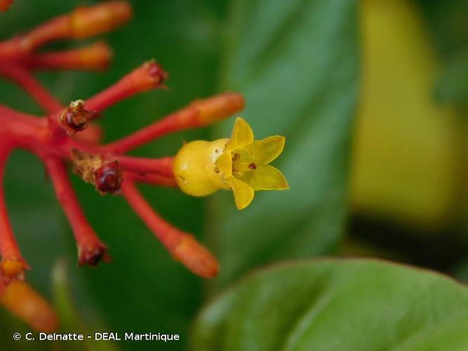 <i>Palicourea crocea</i> (Sw.) Schult., 1819 © C. Delnatte - DEAL Martinique