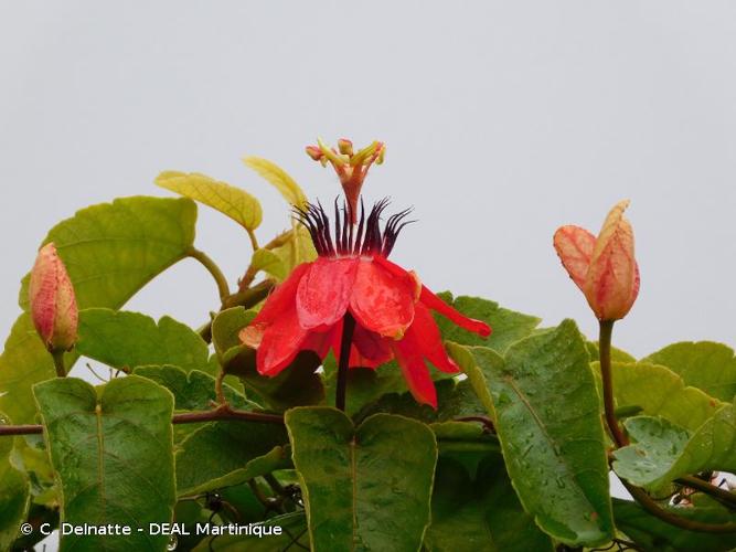 <i>Passiflora coccinea</i> Aubl., 1775 © C. Delnatte - DEAL Martinique