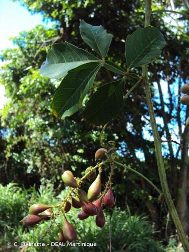 <i>Paullinia pinnata</i> L., 1753 © C. Delnatte - DEAL Martinique