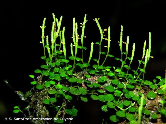 <i>Peperomia emarginella</i> (Sw. ex Wikstr.) C.DC., 1869 © S. Sant/Parc Amazonien de Guyane