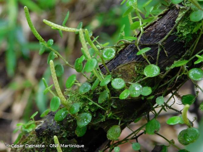 <i>Peperomia rotundifolia</i> (L.) Kunth, 1816 © César Delnatte - ONF Martinique