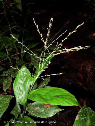 <i>Pharus latifolius</i> L., 1759 © S. Sant/Parc Amazonien de Guyane