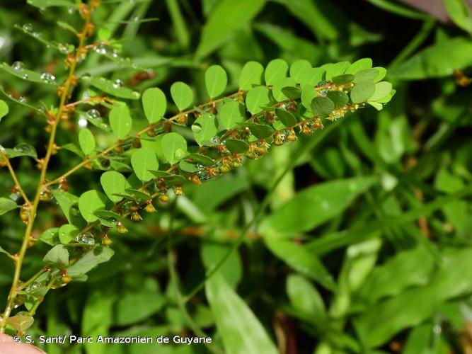 <i>Phyllanthus caroliniensis</i> Walter, 1788 © S. Sant/ Parc Amazonien de Guyane