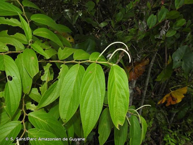 <i>Piper aduncum</i> L., 1753 © S. Sant/Parc Amazonien de Guyane