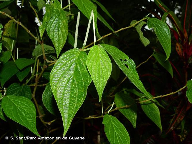 <i>Piper hispidum</i> Sw., 1788 © S. Sant/Parc Amazonien de Guyane