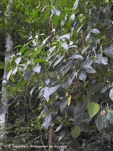 <i>Piper reticulatum</i> L., 1753 © S. Sant/Parc Amazonien de Guyane