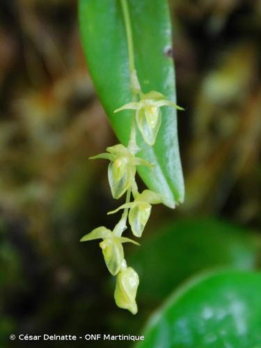 <i>Pleurothallis pruinosa</i> Lindl., 1842 © César Delnatte - ONF Martinique