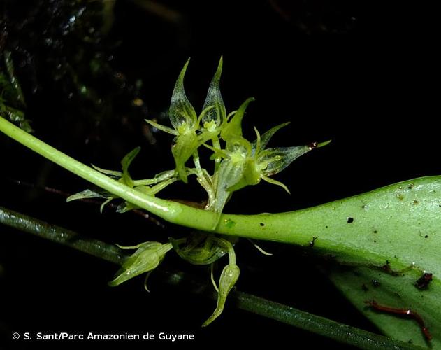 <i>Pleurothallis ruscifolia</i> (Jacq.) R.Br., 1813 © S. Sant/Parc Amazonien de Guyane