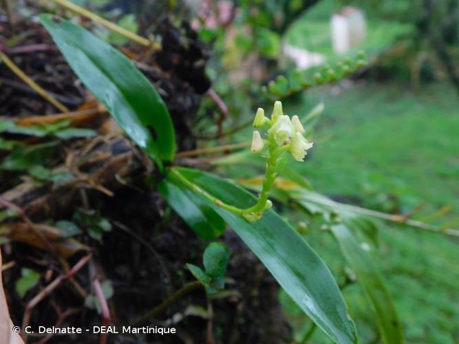 <i>Polystachya foliosa</i> (Hook.) Rchb.f., 1863 © C. Delnatte - DEAL Martinique