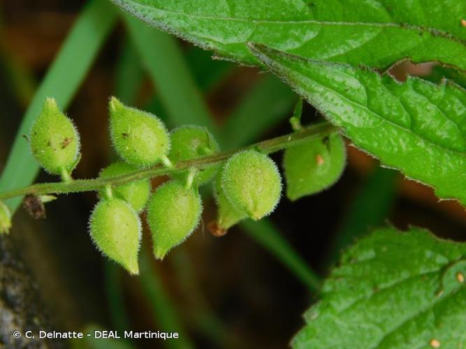 <i>Priva lappulacea</i> (L.) Pers., 1806 © C. Delnatte - DEAL Martinique