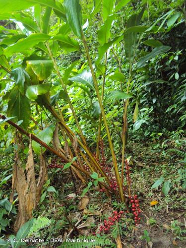 <i>Renealmia alpinia</i> (Rottb.) Maas, 1976 © C. Delnatte - DEAL Martinique