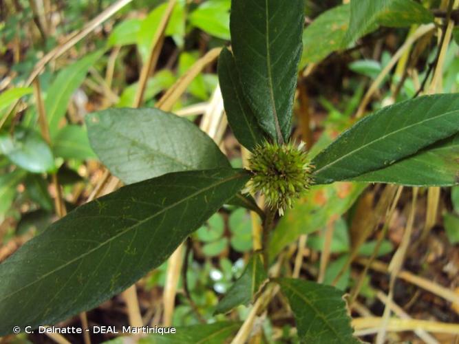 <i>Rolandra fruticosa</i> (L.) Kuntze, 1891 © C. Delnatte - DEAL Martinique