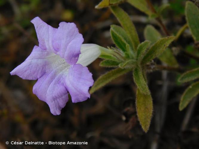 <i>Ruellia geminiflora</i> Kunth, 1818 © César Delnatte - Biotope Amazonie