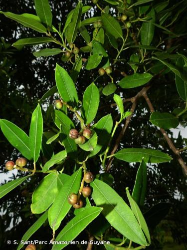 <i>Sapium glandulosum</i> (L.) Morong, 1893 © S. Sant/Parc Amazonien de Guyane