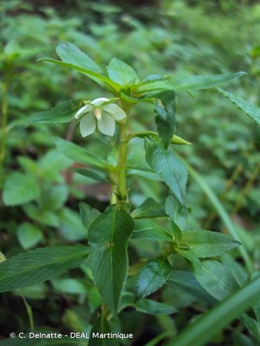 <i>Sauvagesia erecta</i> L., 1753 © C. Delnatte - DEAL Martinique