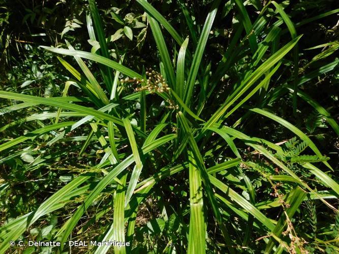 <i>Scleria latifolia</i> Sw., 1788 © C. Delnatte - DEAL Martinique