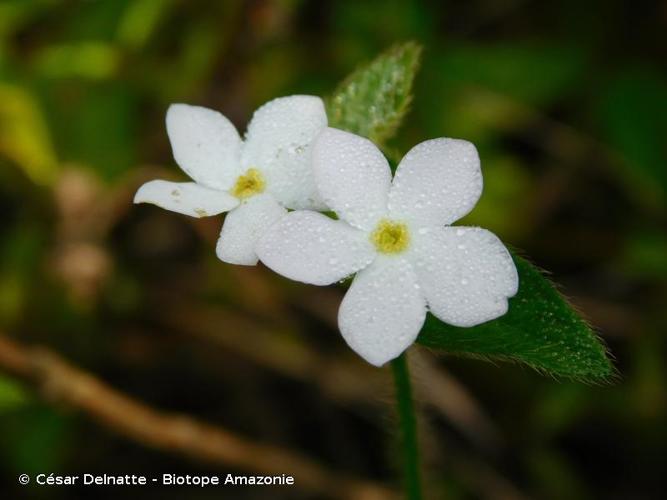 <i>Sipanea pratensis</i> Aubl., 1775 © César Delnatte - Biotope Amazonie