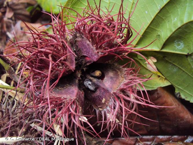 <i>Sloanea dentata</i> L., 1753 © C. Delnatte - DEAL Martinique