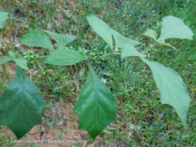 <i>Solanum jamaicense</i> Mill., 1768 © César Delnatte - Biotope Amazonie