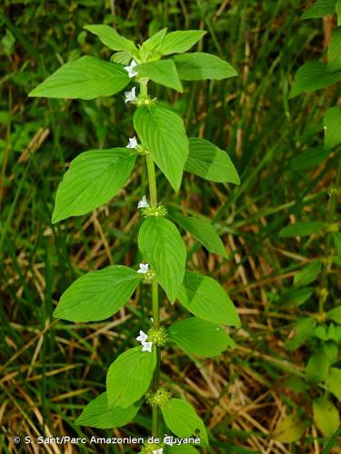 <i>Spermacoce latifolia</i> Aubl., 1775 © S. Sant/Parc Amazonien de Guyane