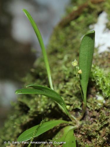 <i>Stelis pygmaea</i> Cogn., 1909 © S. Sant/ Parc Amazonien de Guyane