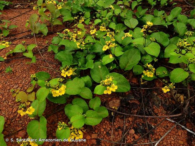 <i>Stigmaphyllon convolvulifolium</i> A.Juss., 1840 © S. Sant/Parc Amazonien de Guyane