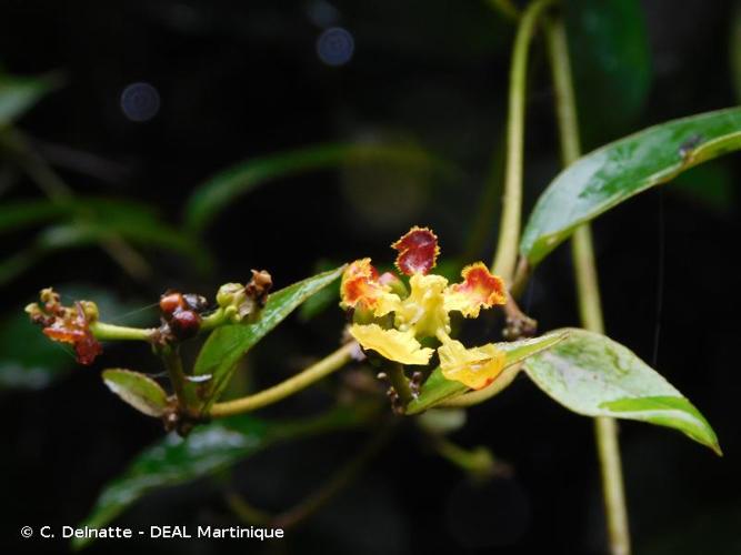 <i>Stigmaphyllon puber</i> (Rich.) A.Juss., 1840 © C. Delnatte - DEAL Martinique