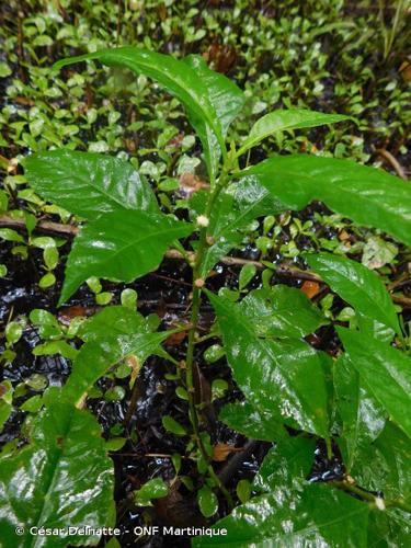 <i>Struchium sparganophorum</i> (L.) Kuntze, 1891 © César Delnatte - ONF Martinique