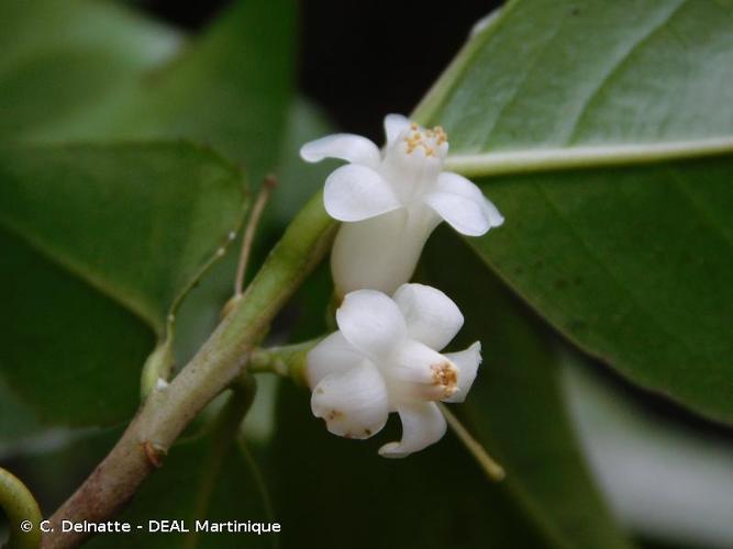 <i>Symplocos martinicensis</i> Jacq., 1760 © C. Delnatte - DEAL Martinique