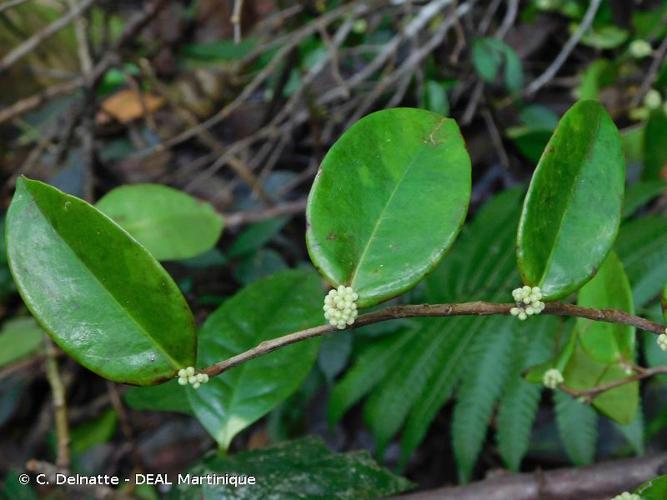 <i>Tapura latifolia</i> Benth., 1853 © C. Delnatte - DEAL Martinique