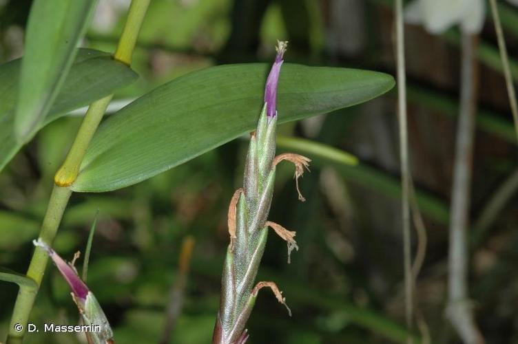 <i>Tillandsia bulbosa</i> Hook., 1826 © D. Massemin